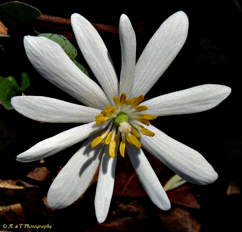 {Sanguinaria canadensis}